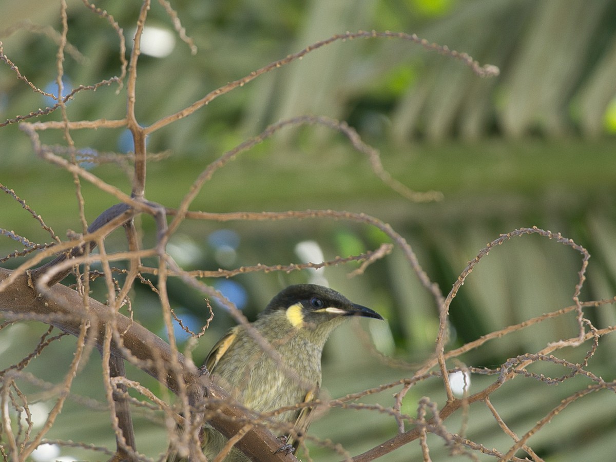 Lewin's Honeyeater - Helen Leonard