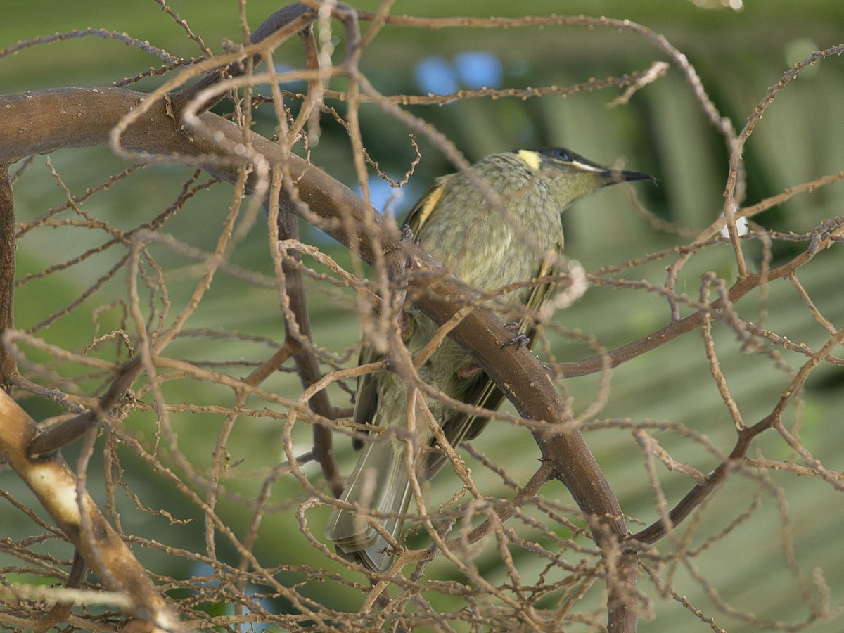 Lewin's Honeyeater - Helen Leonard