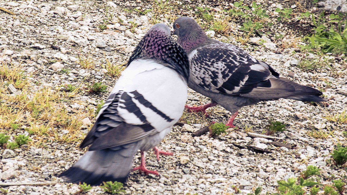 Rock Pigeon (Feral Pigeon) - Greg kerluke