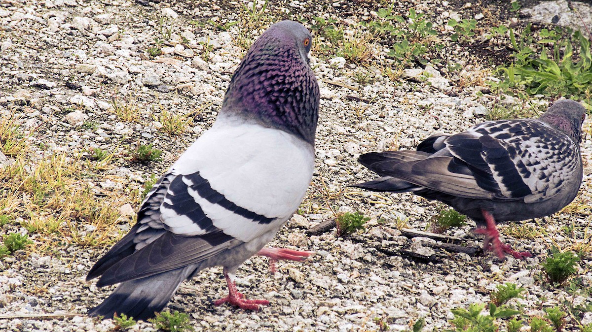 Rock Pigeon (Feral Pigeon) - Greg kerluke