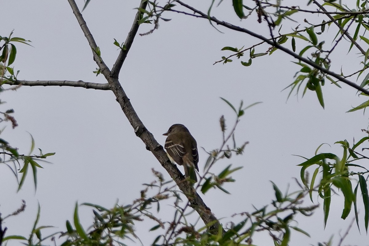 Willow Flycatcher - June McDaniels