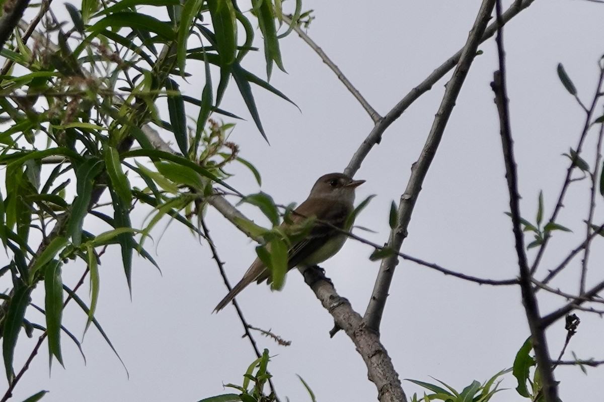 Willow Flycatcher - June McDaniels