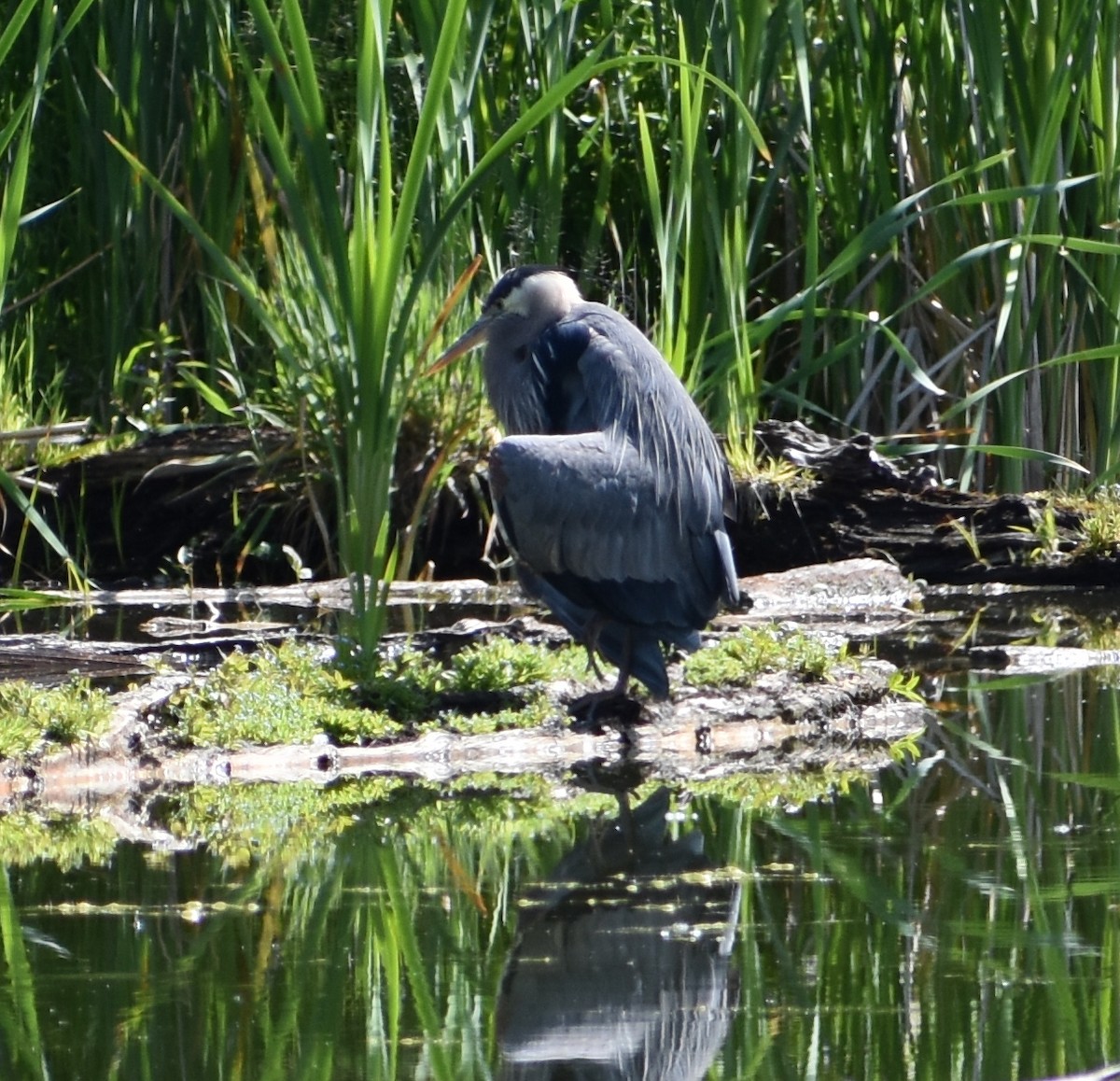 Great Blue Heron - Tser Supalla