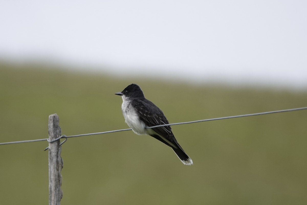 Eastern Kingbird - ML619662771