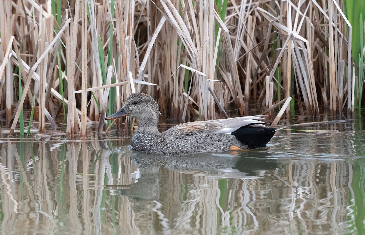 Gadwall - Annie Lavoie