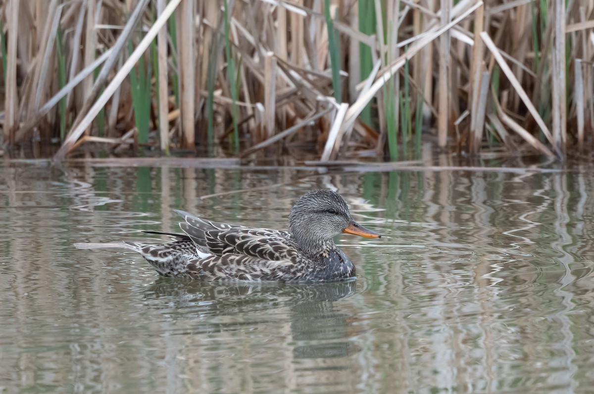 Gadwall - Annie Lavoie