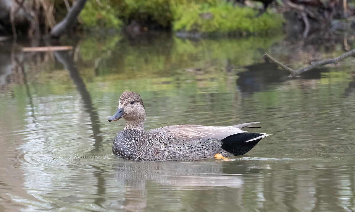 Gadwall - Annie Lavoie