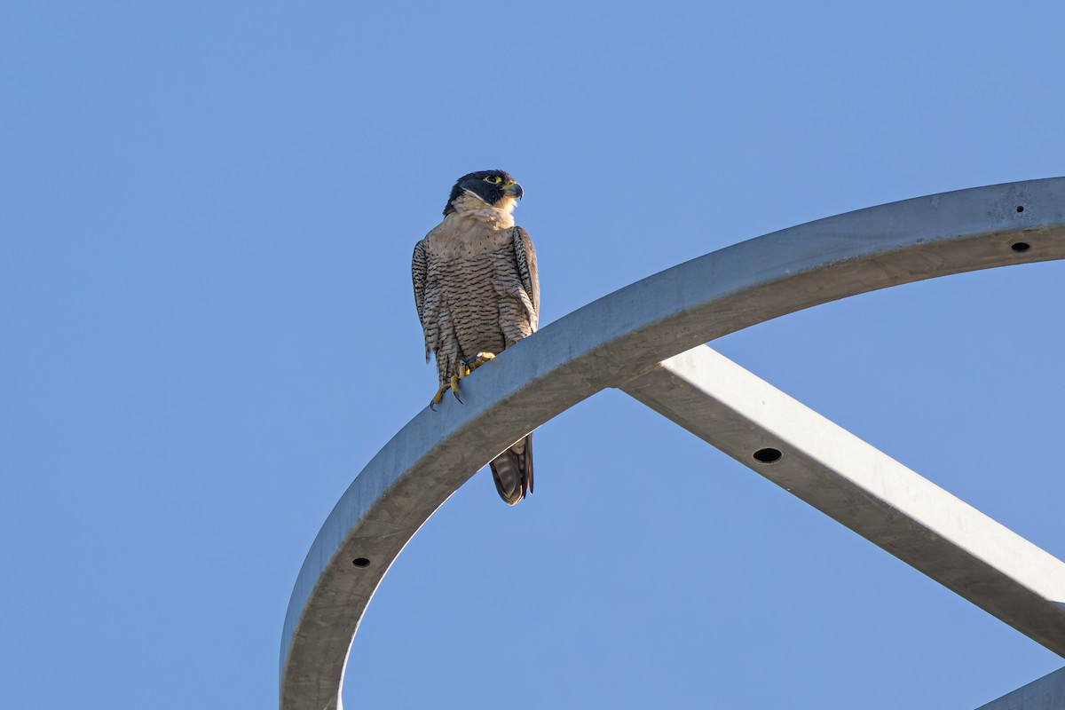 Peregrine Falcon - Nathan Bartlett