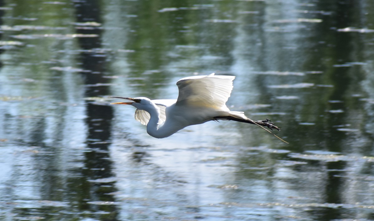 Great Egret - Tser Supalla