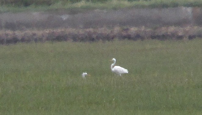 Great Egret - Peter Milinets-Raby