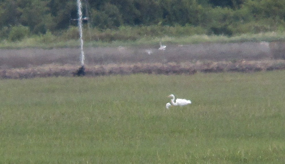 Great Egret - Peter Milinets-Raby