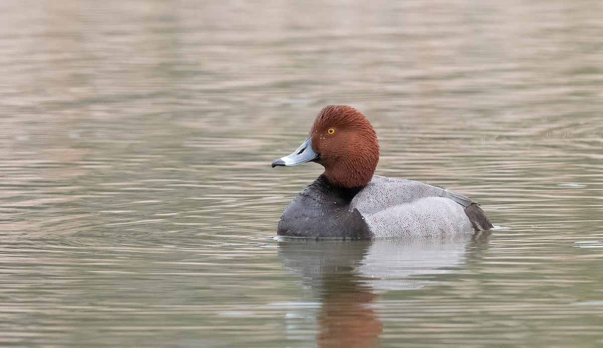 Redhead - Annie Lavoie