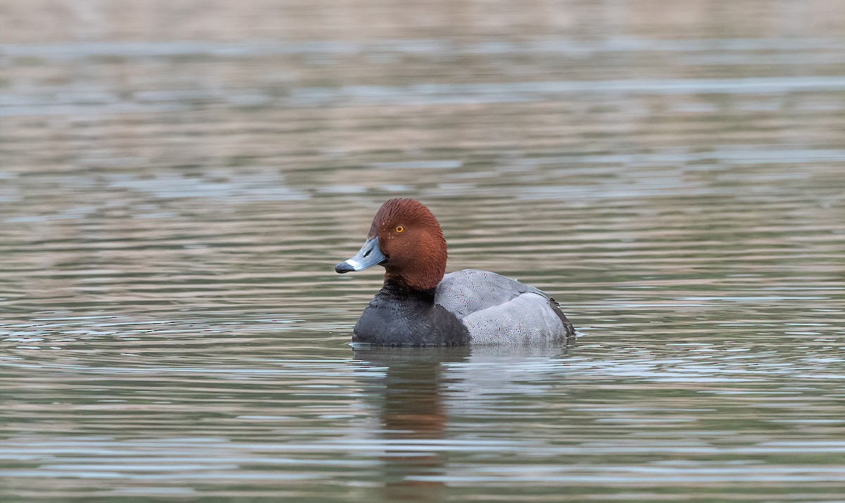 Redhead - ML619662795