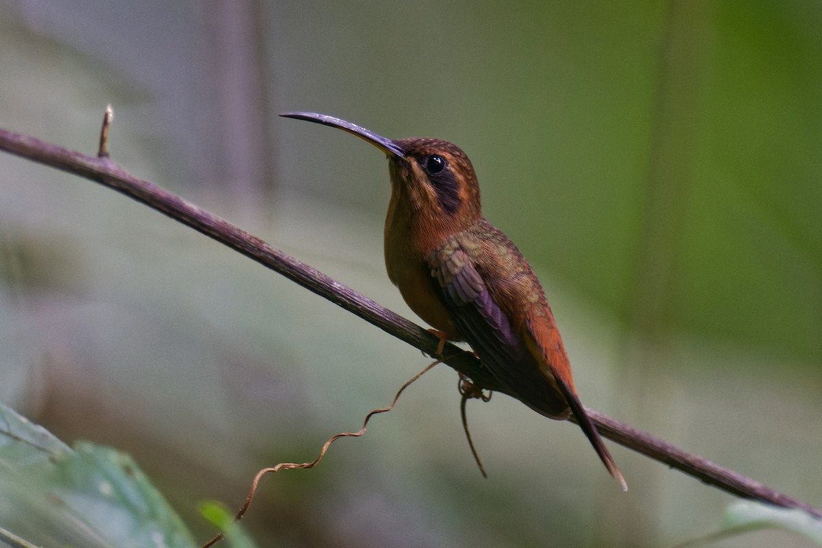 kolibřík proužkohrdlý - ML619662797