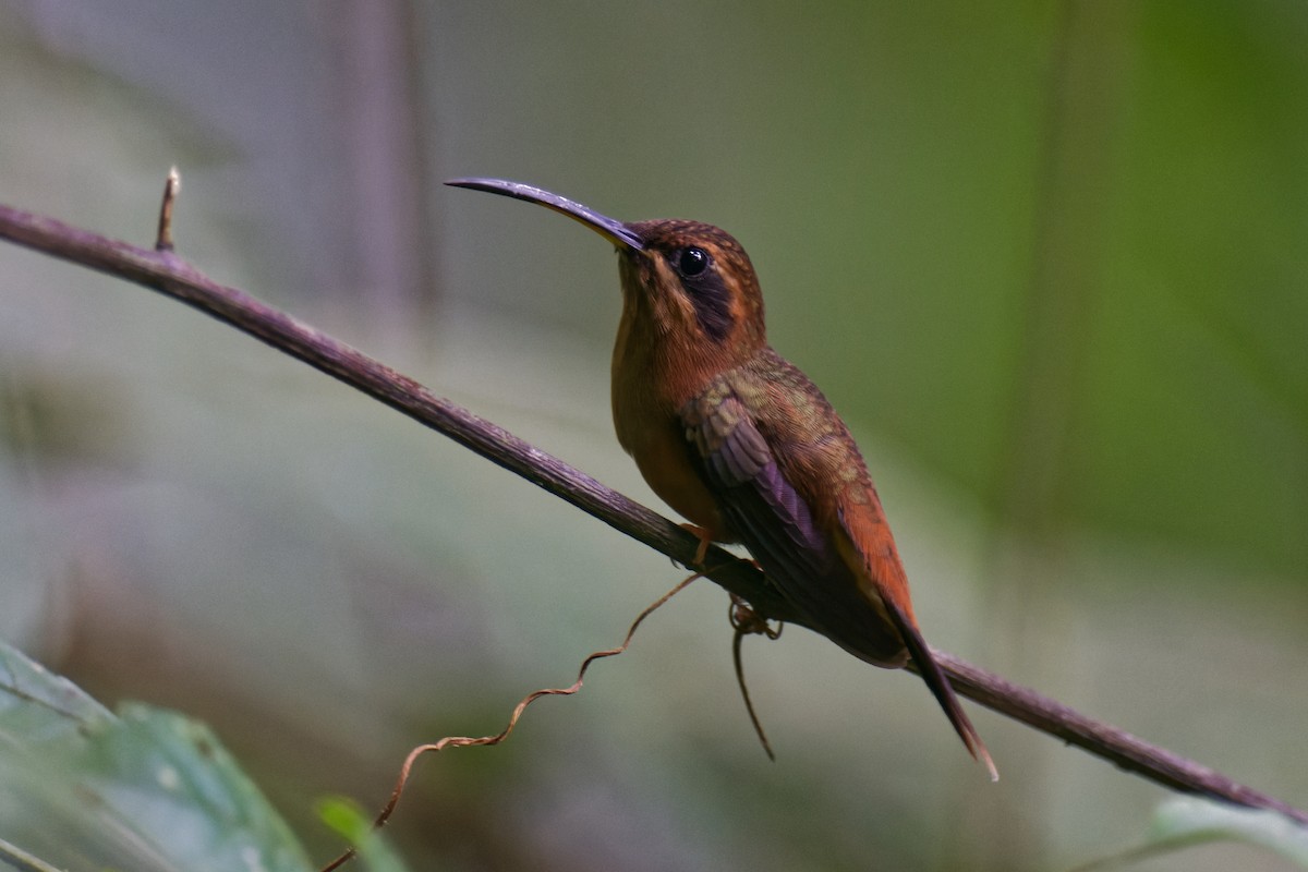 Stripe-throated Hermit - Tranquilo Bay Eco-Adventure