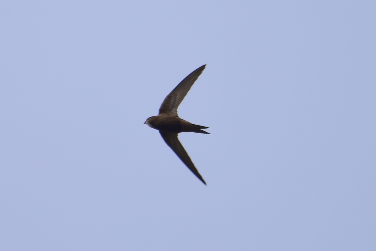 Common Swift - Zhihai Liu