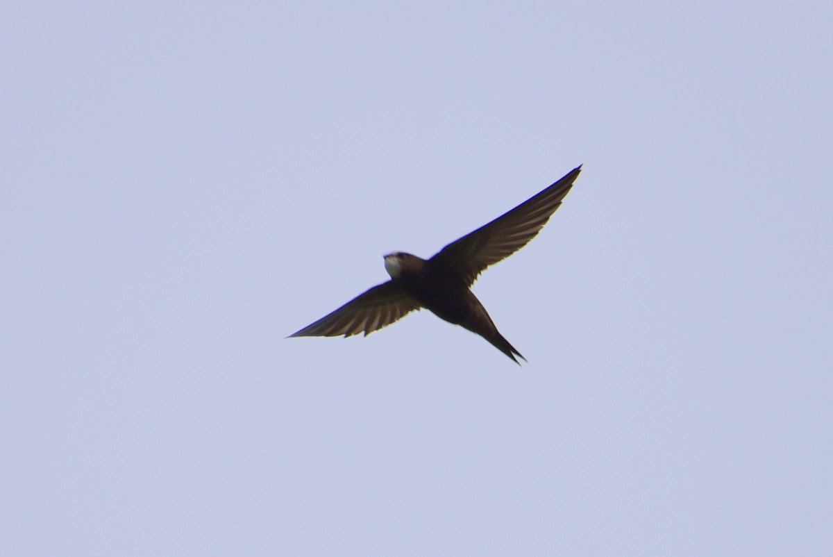 Common Swift - Zhihai Liu