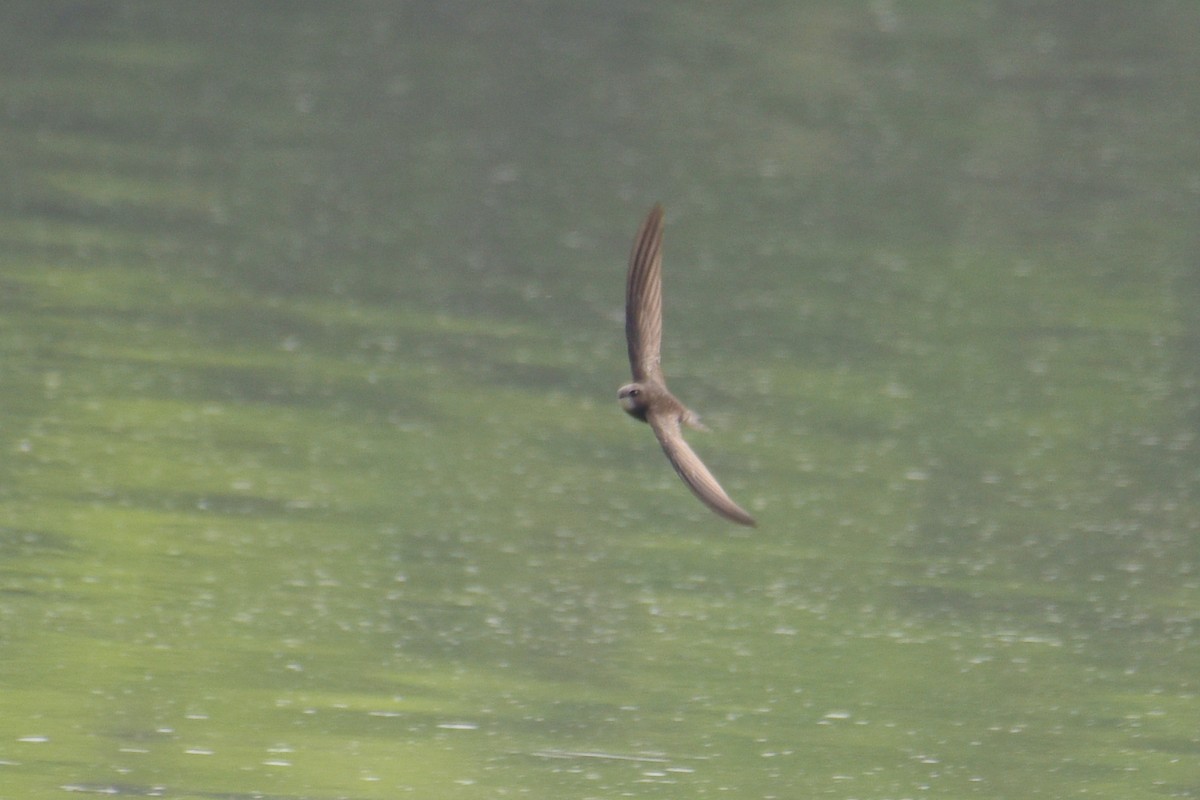 Common Swift - Zhihai Liu