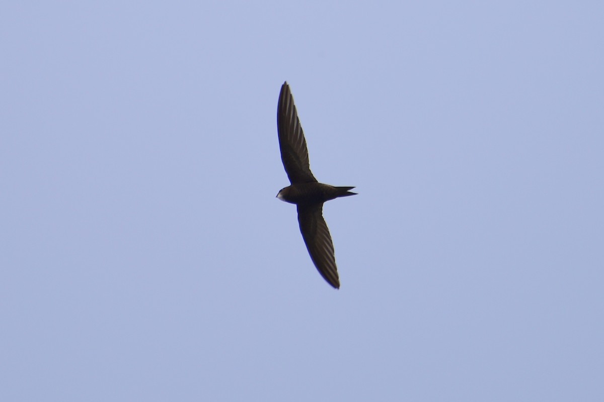 Common Swift - Zhihai Liu