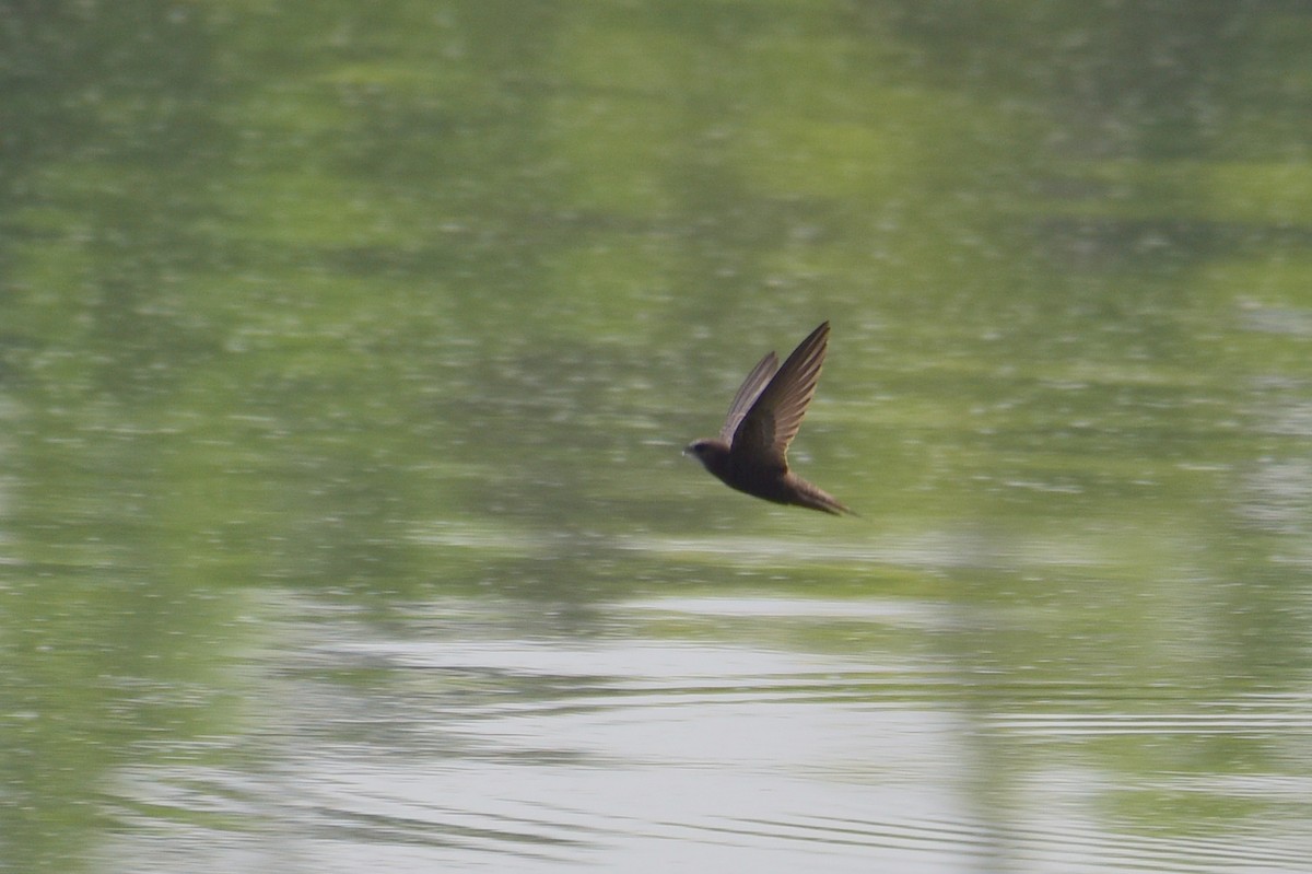 Common Swift - Zhihai Liu