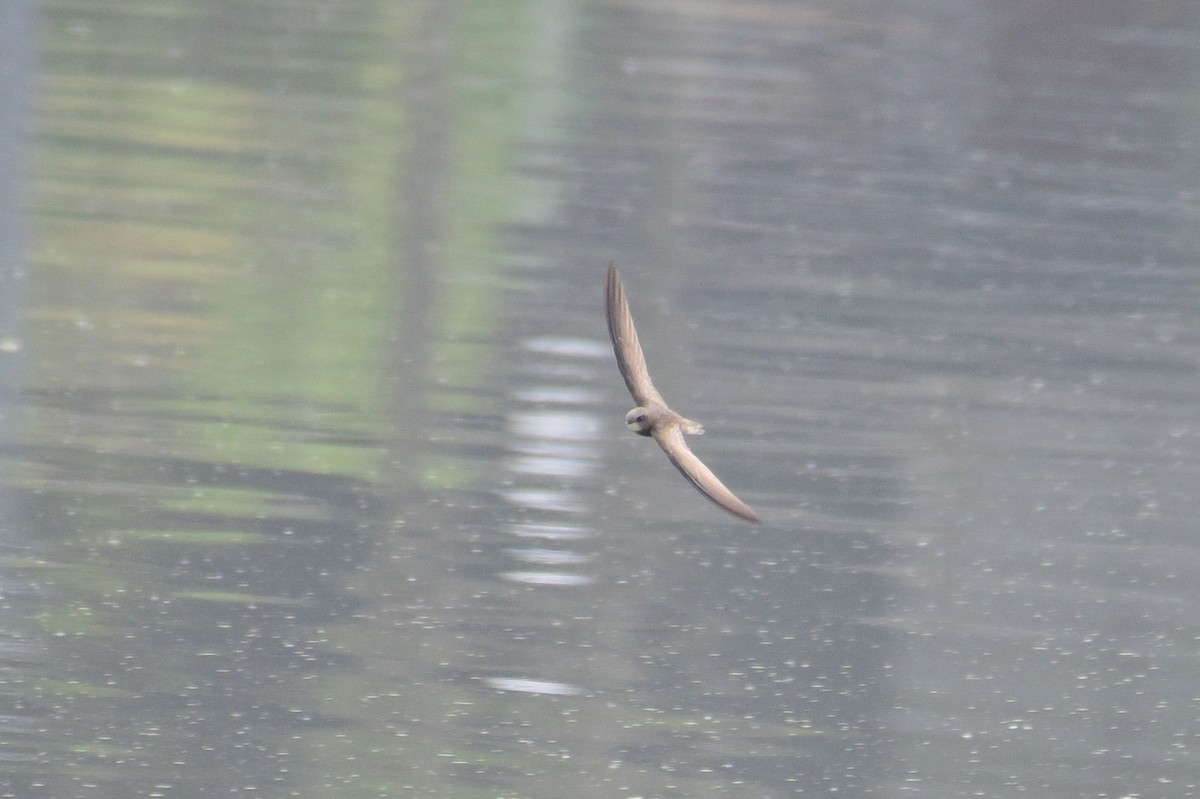 Common Swift - Zhihai Liu