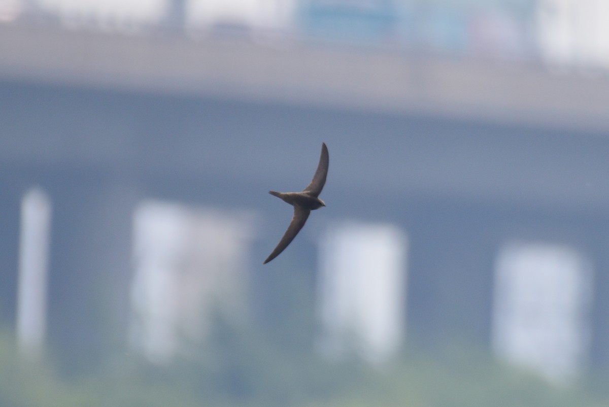 Common Swift - Zhihai Liu