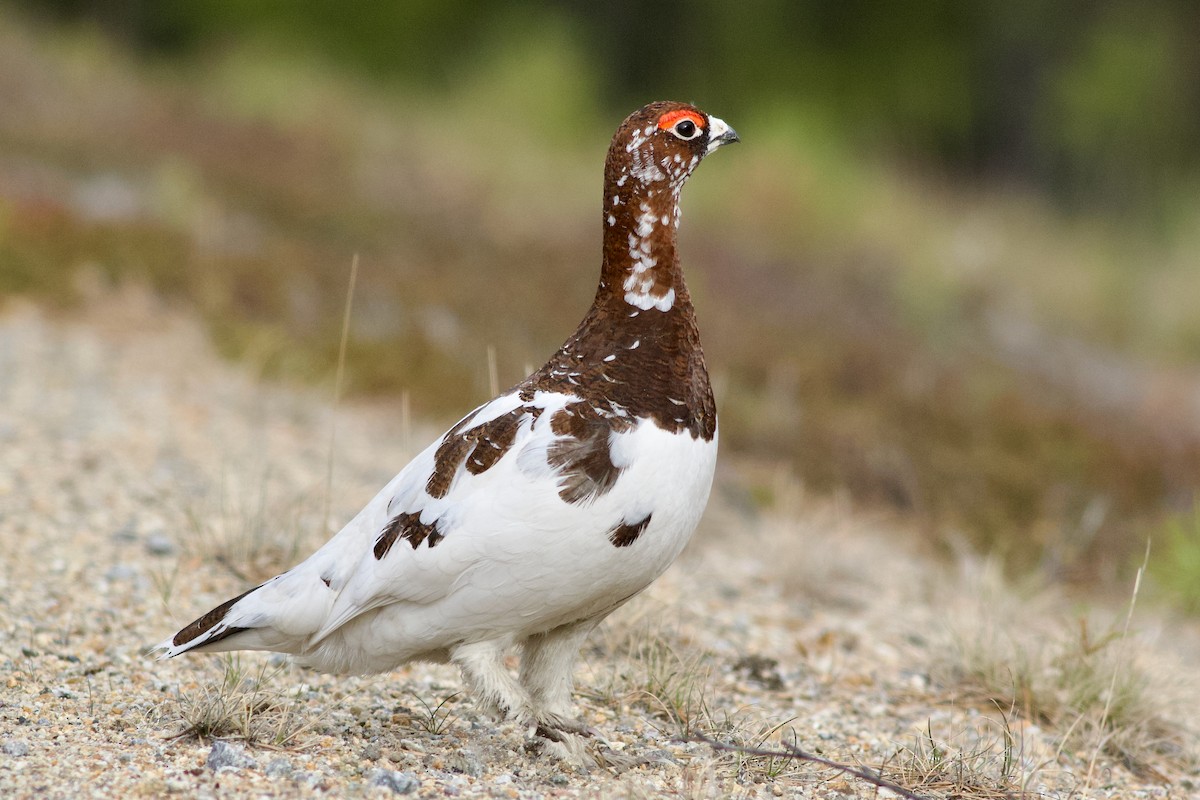 Willow Ptarmigan - Clement Charenton