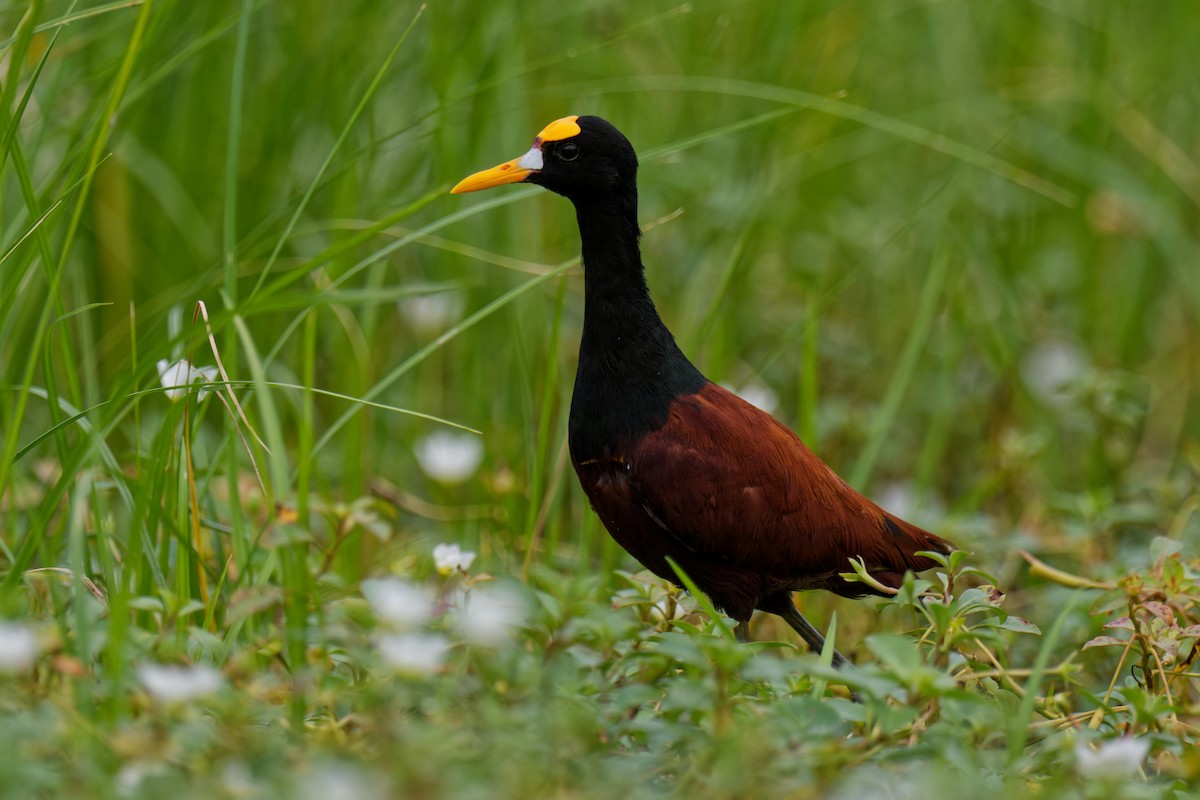 Northern Jacana - Birding Guides