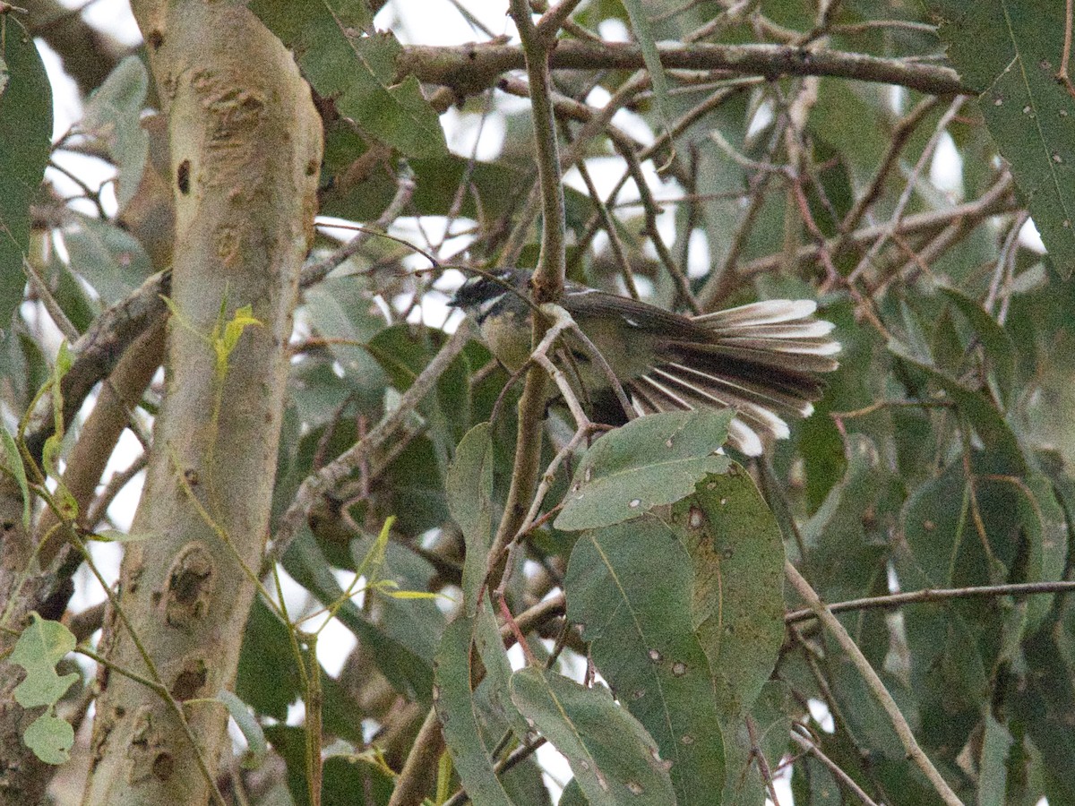 Gray Fantail - Helen Leonard