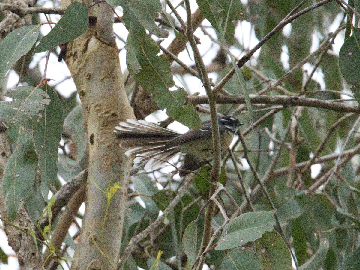 Gray Fantail - Helen Leonard