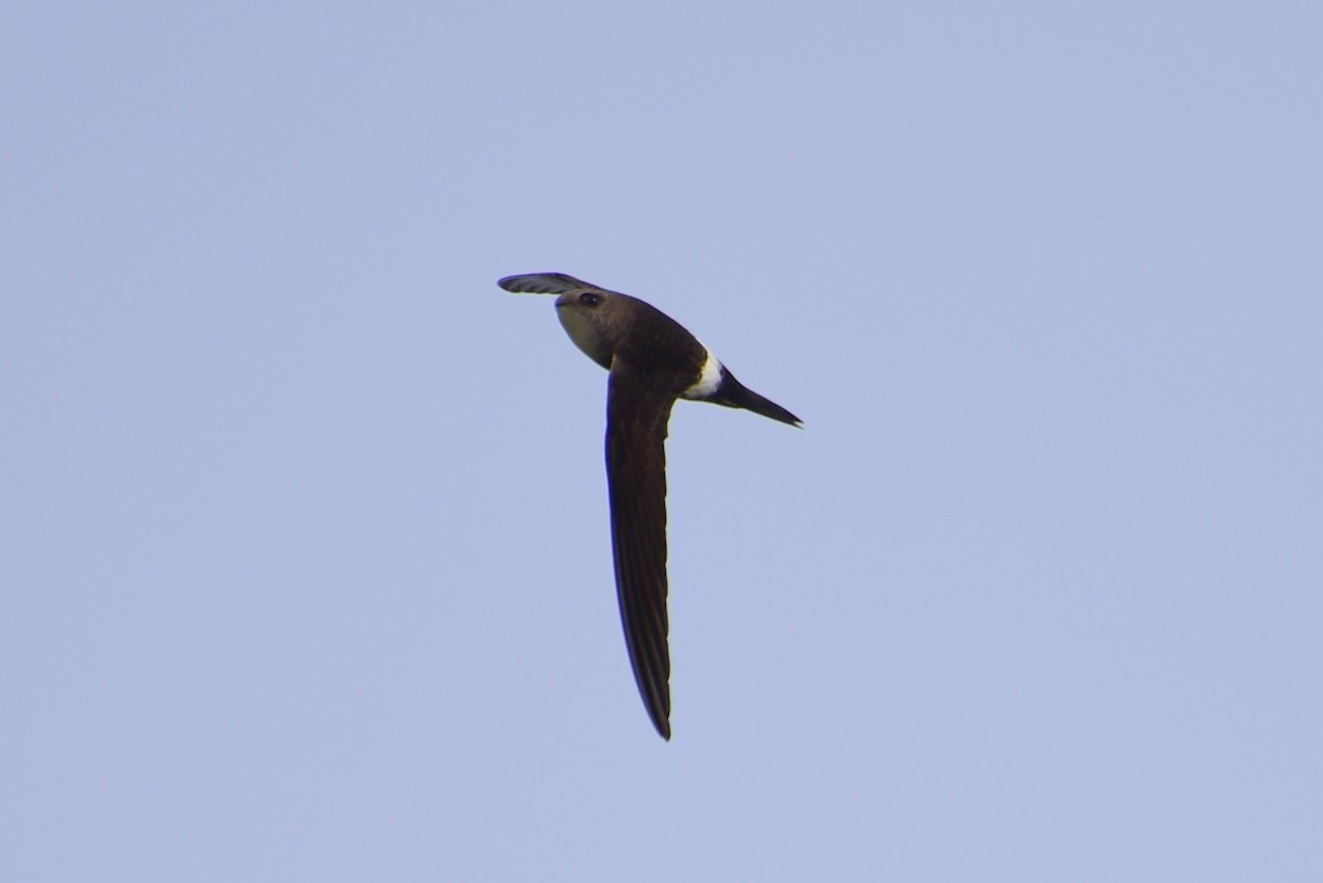 Pacific Swift - ML619662830