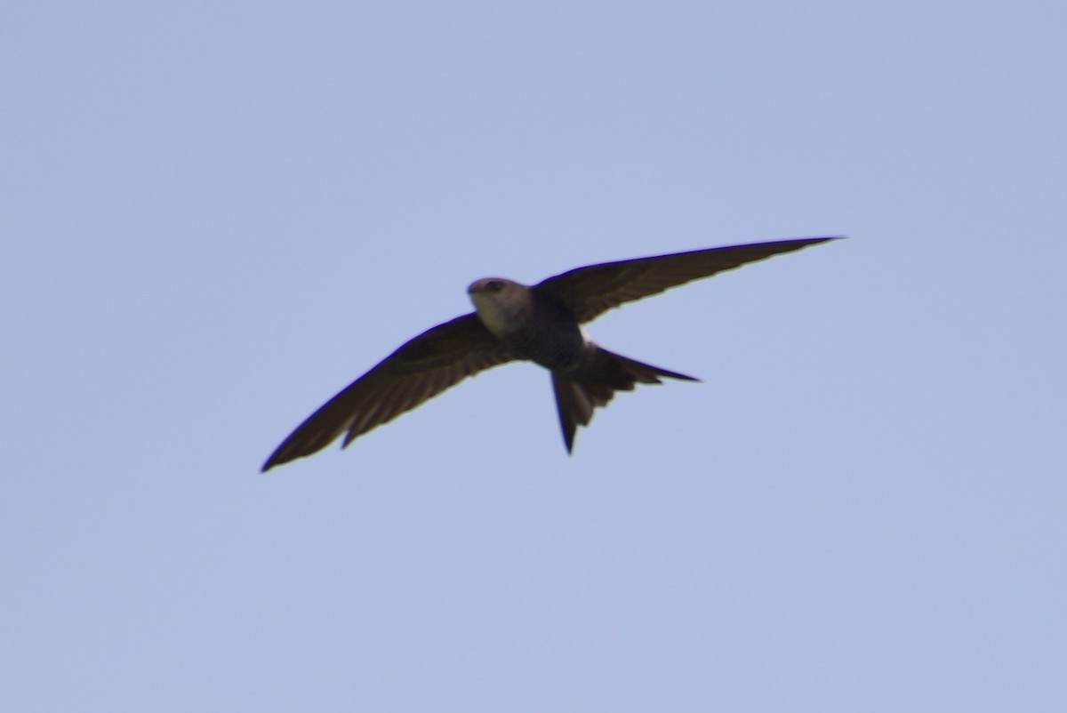 Pacific Swift - ML619662831