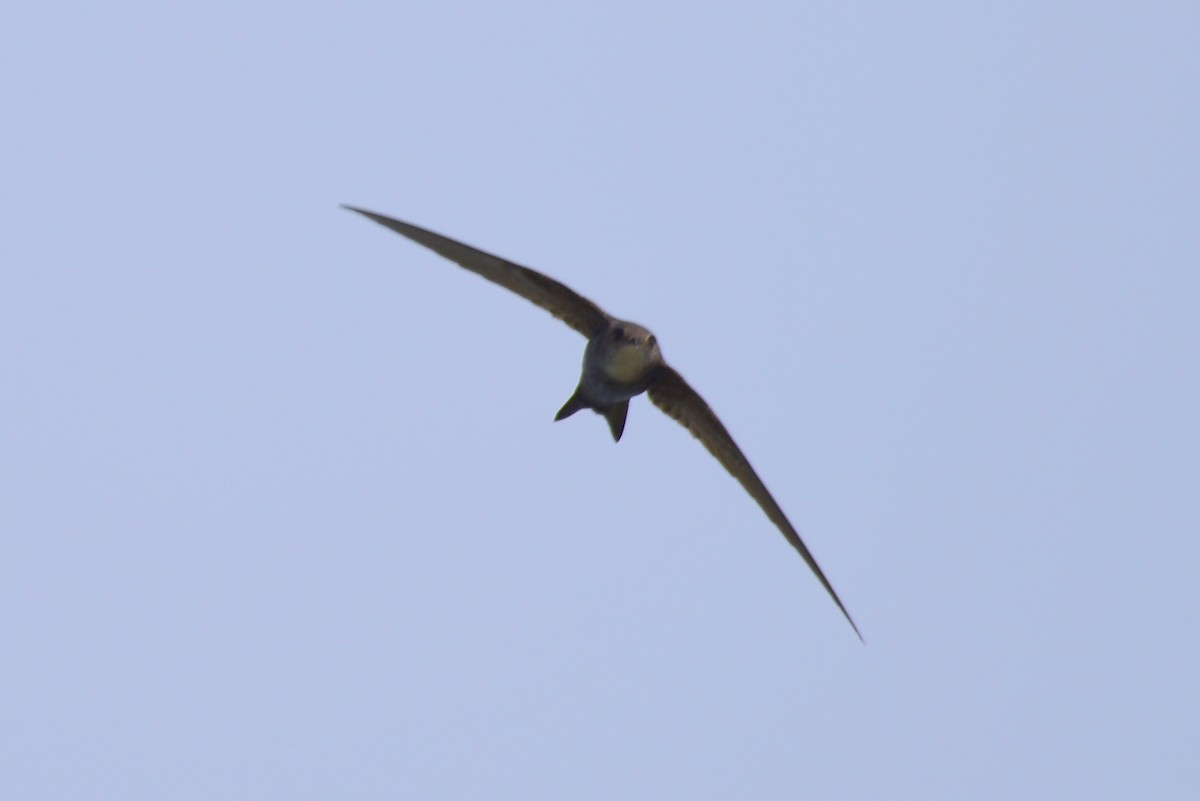 Pacific Swift - ML619662835