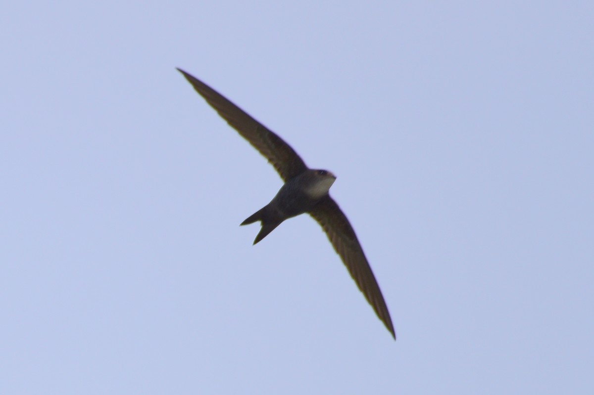 Pacific Swift - ML619662836