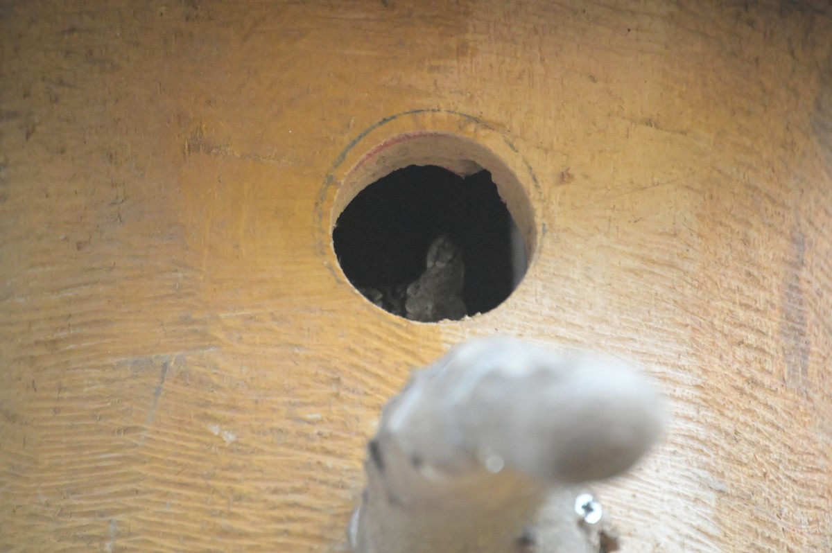 Eurasian Scops-Owl - Radboud Schwarzenwalder