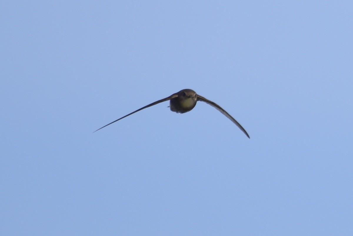 Pacific Swift - Zhihai Liu