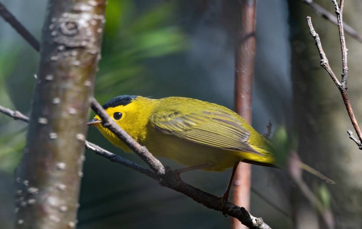 Wilson's Warbler - Annie Lavoie