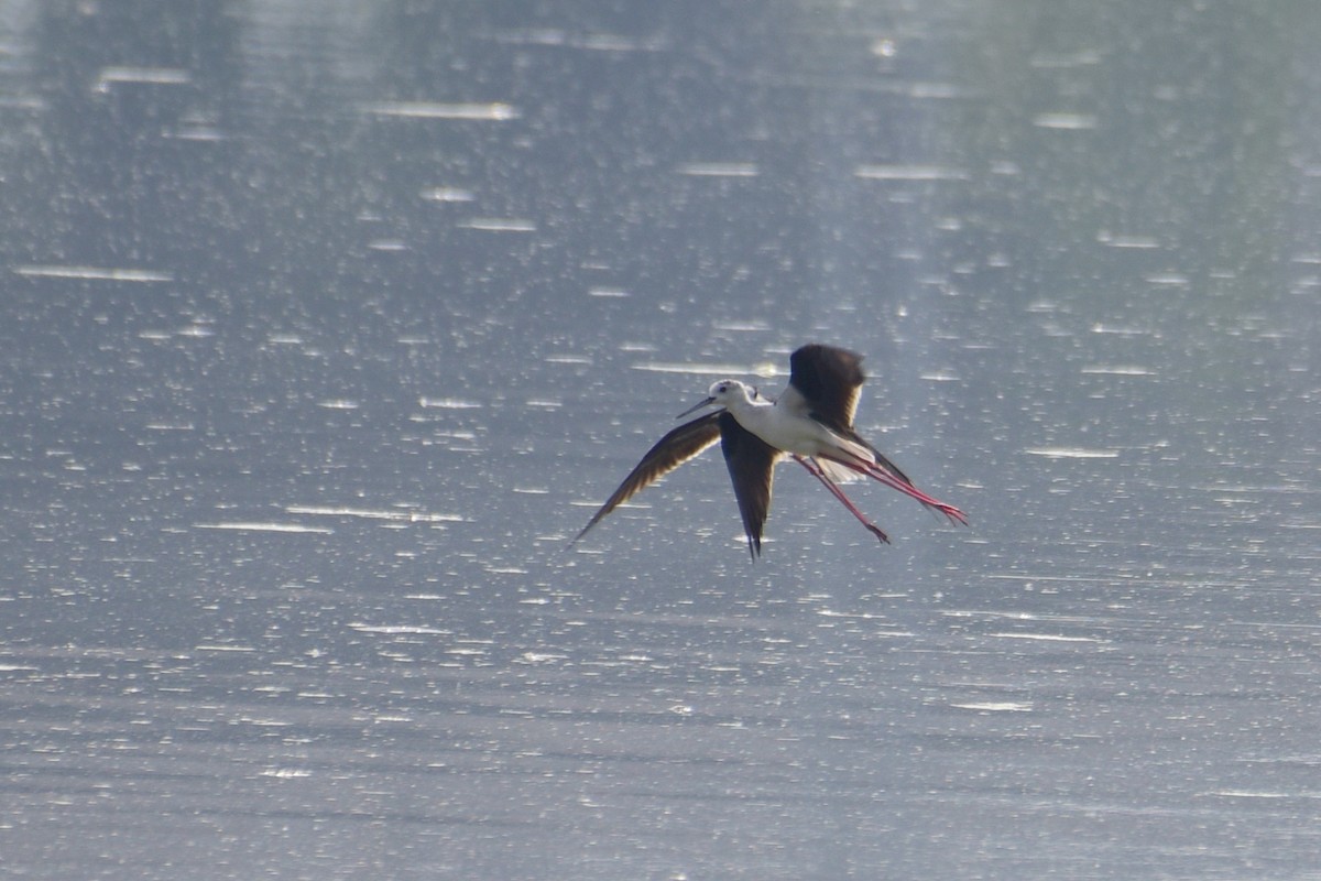 Black-winged Stilt - Zhihai Liu