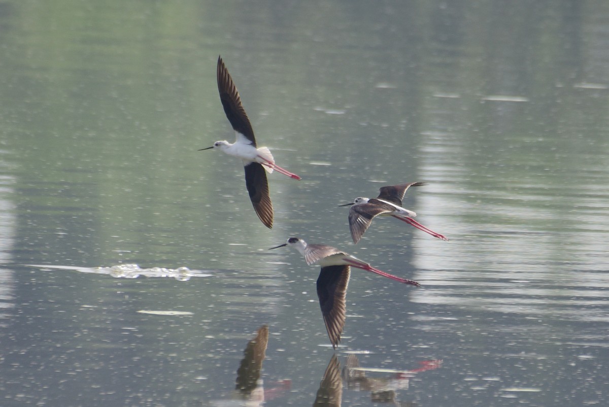 Black-winged Stilt - Zhihai Liu