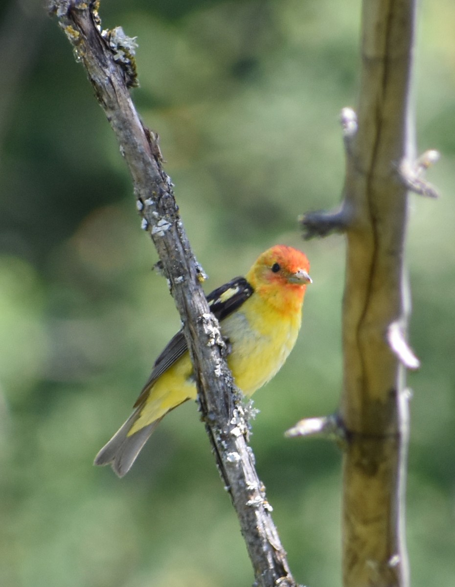 Western Tanager - Tser Supalla