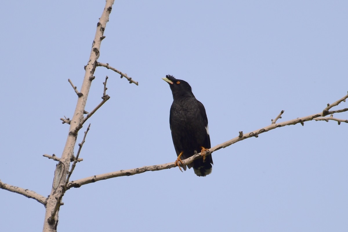 Crested Myna - Zhihai Liu