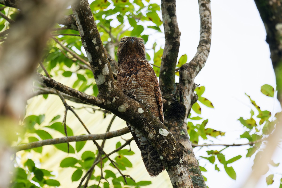 Great Potoo - Tranquilo Bay Eco-Adventure