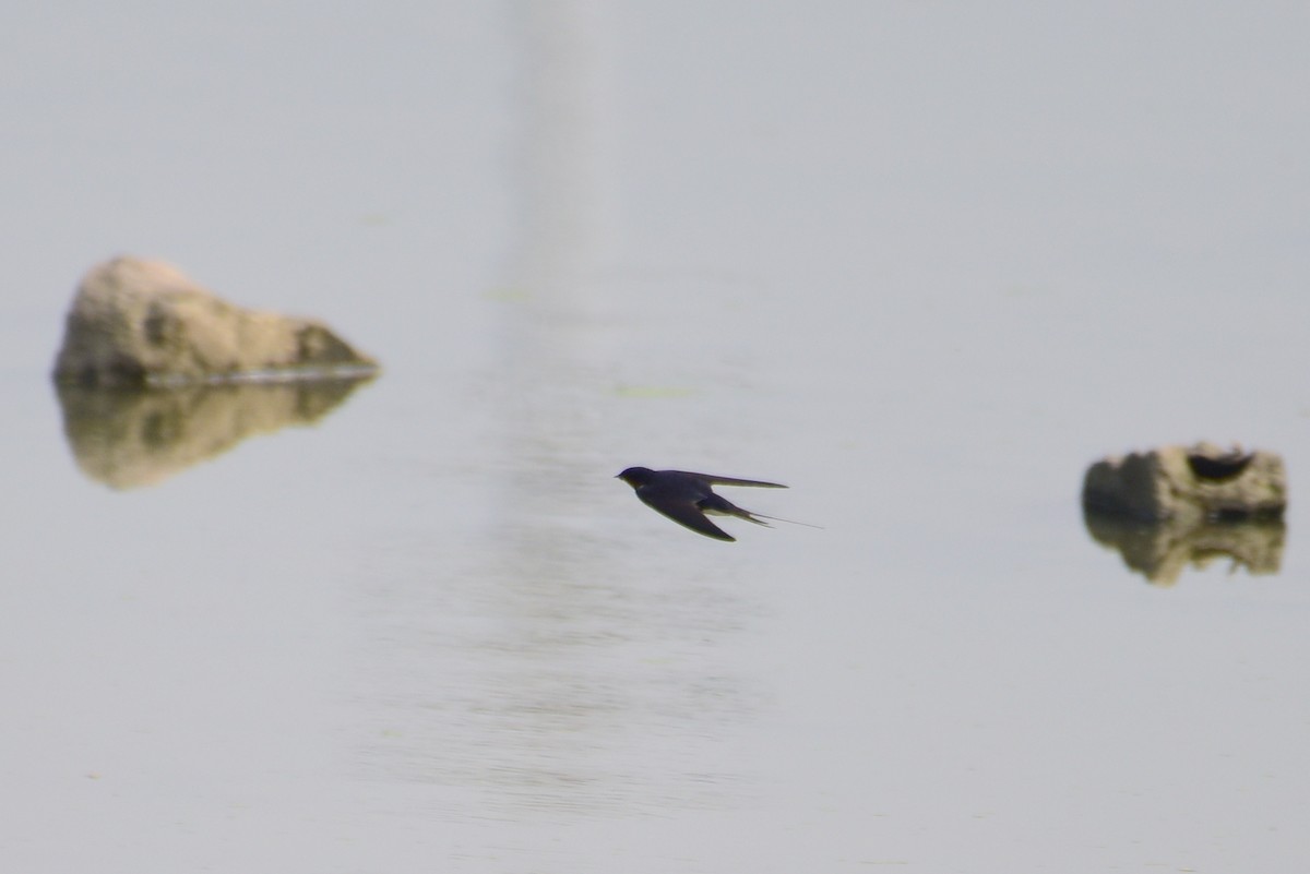 Barn Swallow - ML619662854