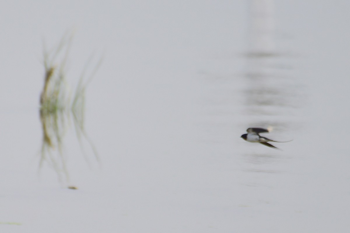 Barn Swallow - ML619662855