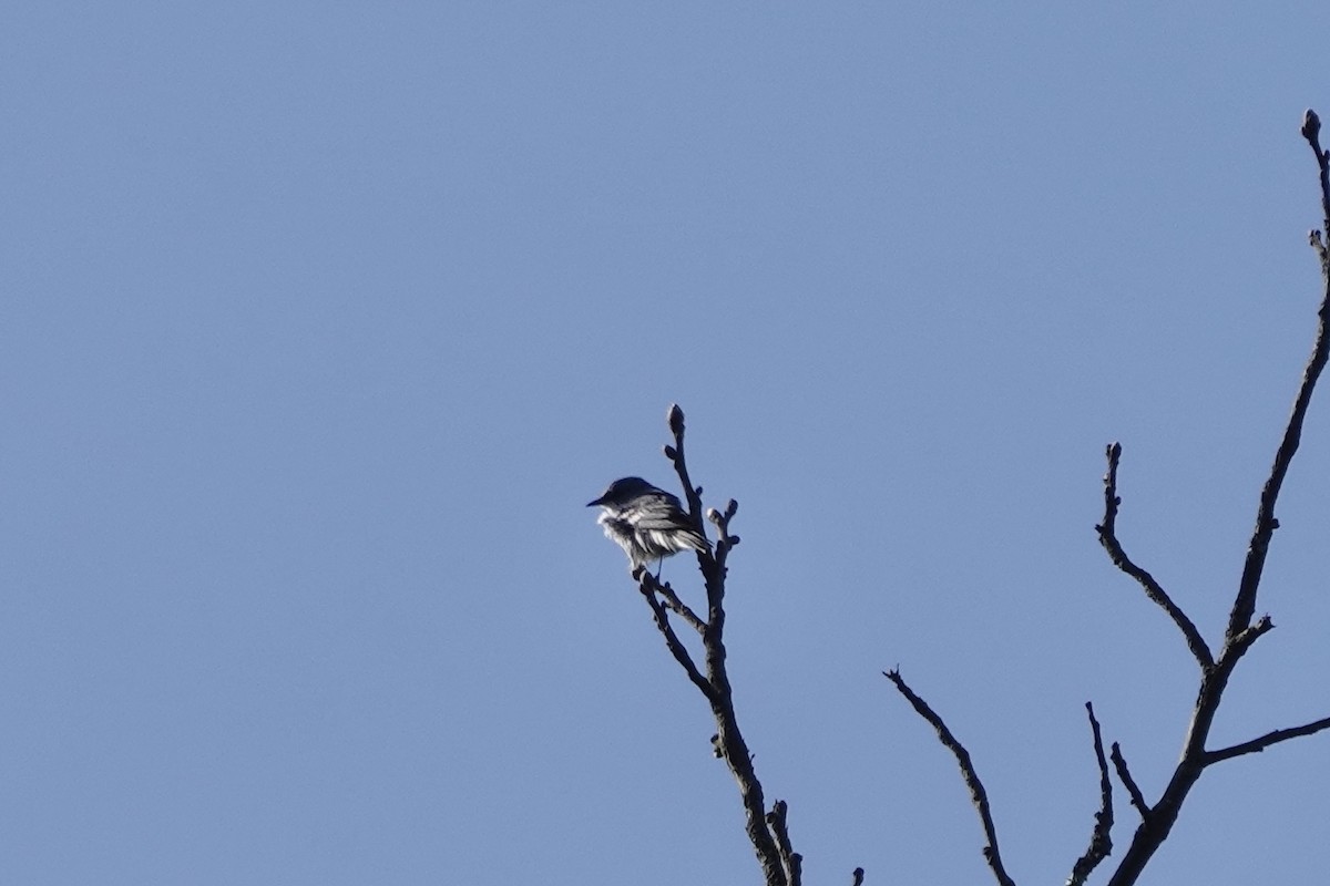 Cerulean Warbler - June McDaniels