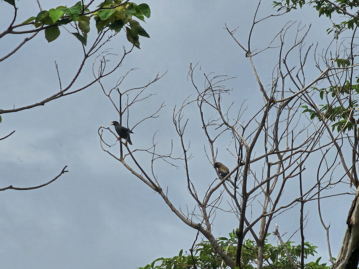 Gray Treepie - jason wu