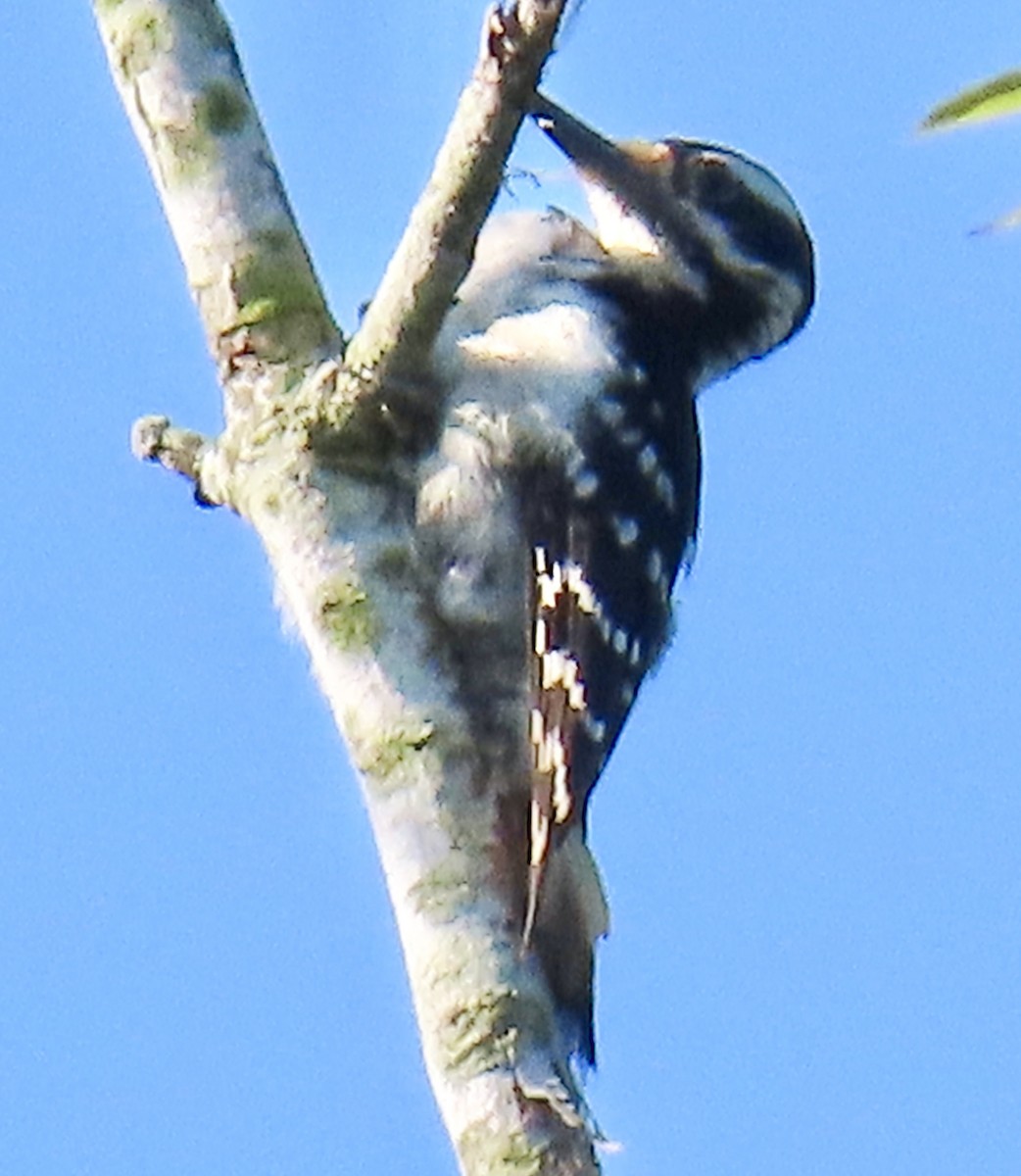 Hairy Woodpecker - Tom & Anna Leith