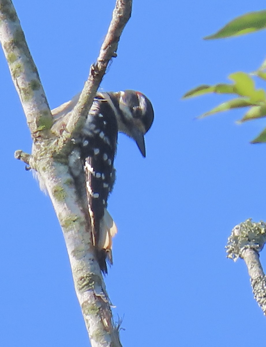 Hairy Woodpecker - Tom & Anna Leith