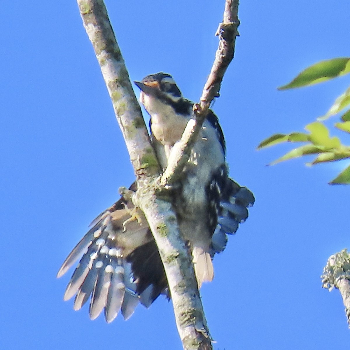 Hairy Woodpecker - Tom & Anna Leith