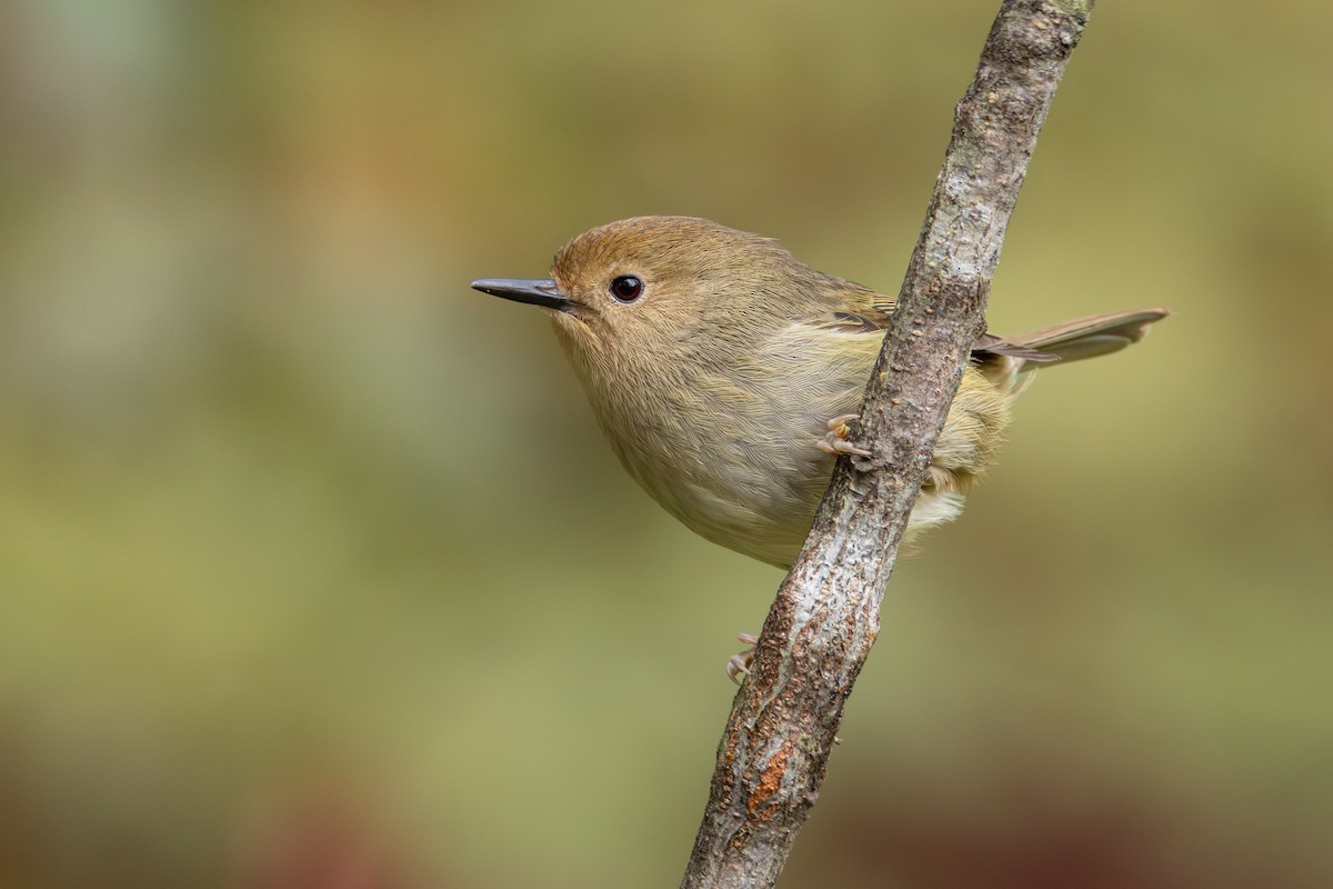 Large-billed Scrubwren - ML619662867